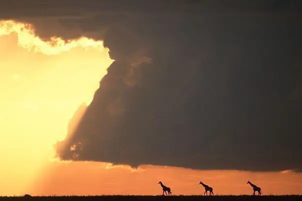 Africa
