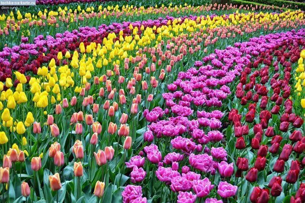 Multicolored fields, Netherlands