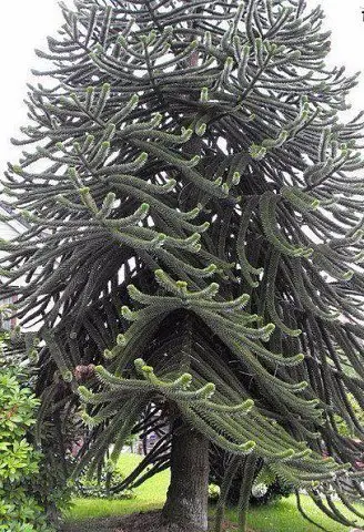 The most bizarre trees of the world!