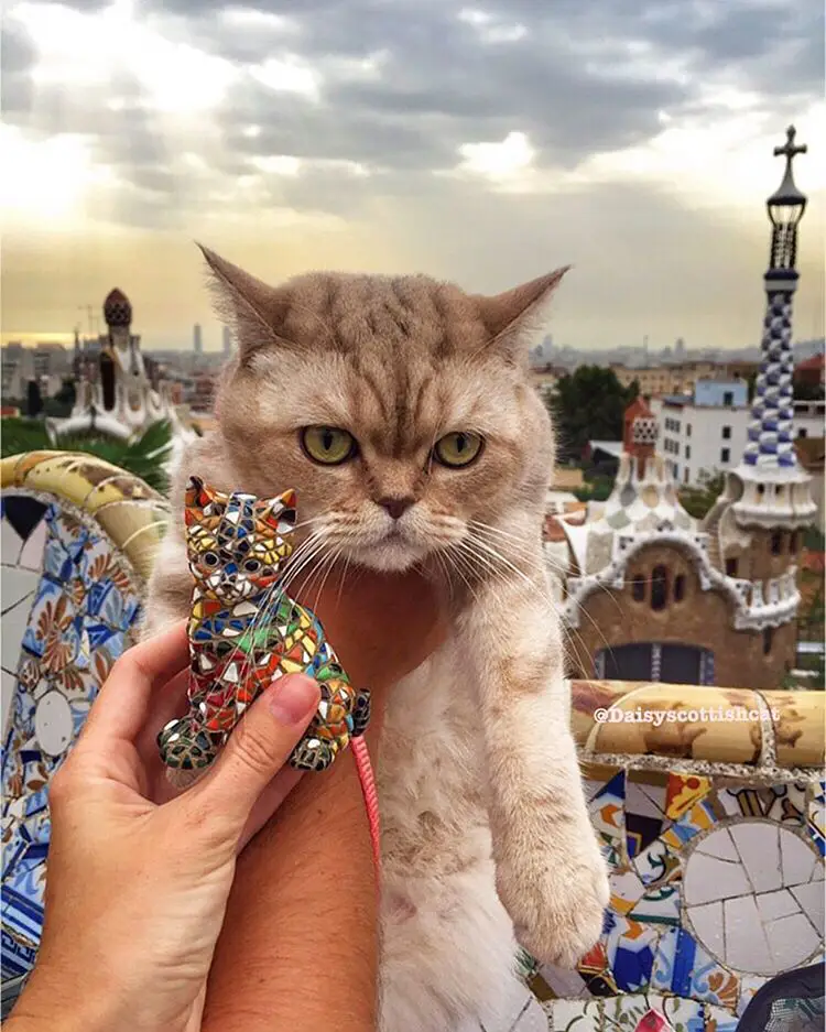 Дейси, кот который путешествует больше тебя