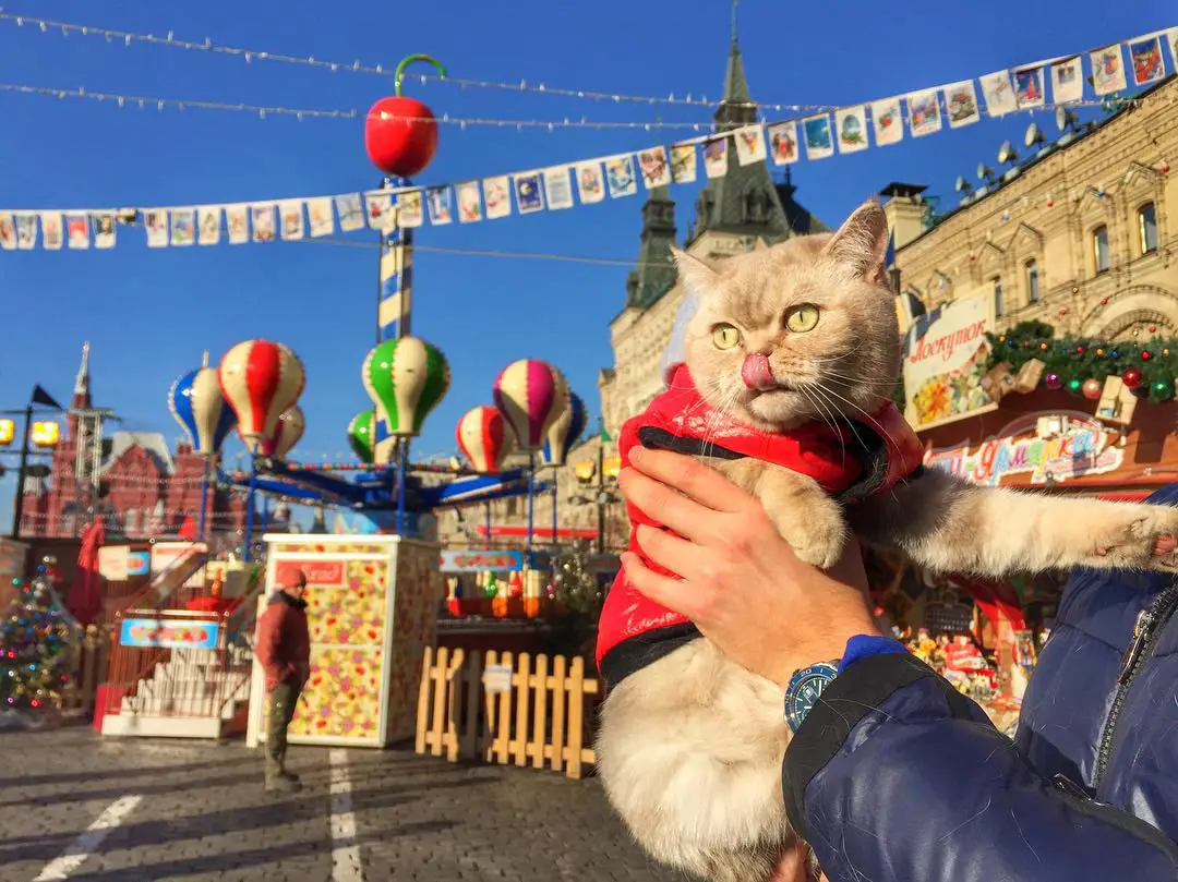 Дейси, кот который путешествует больше тебя