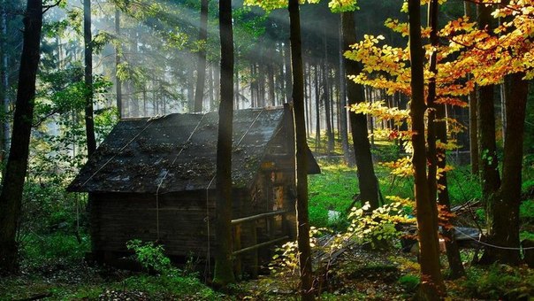 Наедине с природой: идеальные домики в лесу