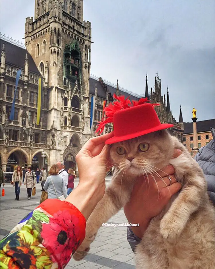 Дейси, кот который путешествует больше тебя