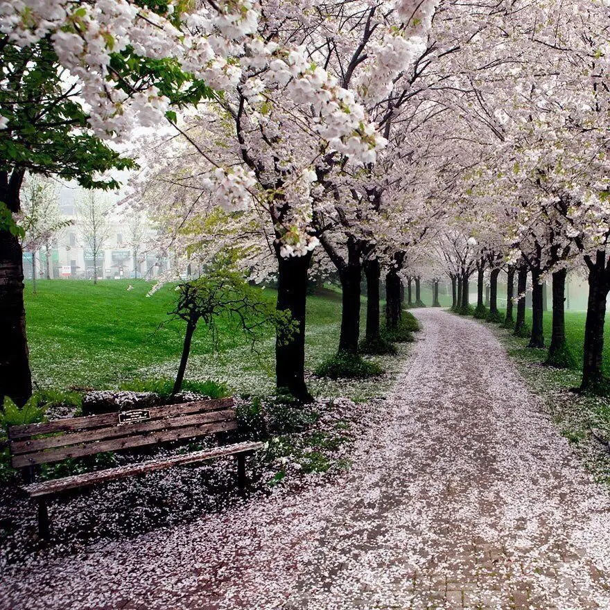 Sakura bloom, Japan