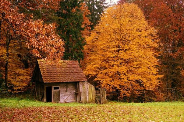 Наедине с природой: идеальные домики в лесу