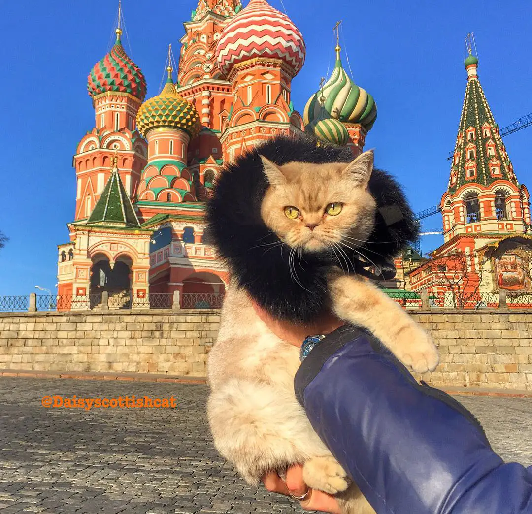 Дейси, кот который путешествует больше тебя
