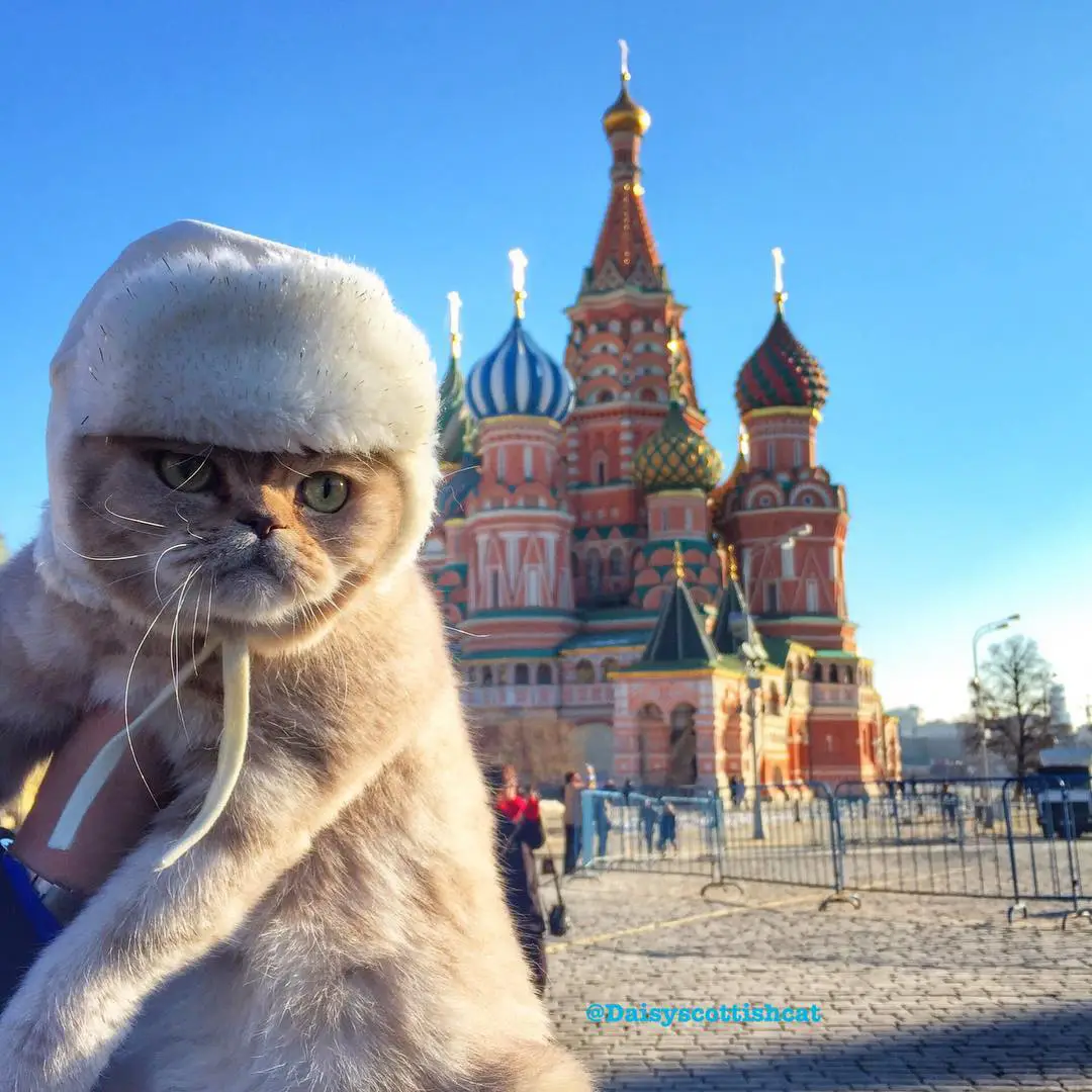 Daisy, the cat who travels more than you