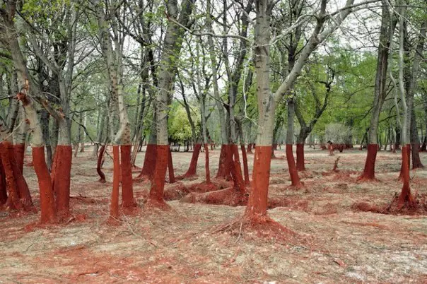 10 фотографий, в которые трудно поверить!