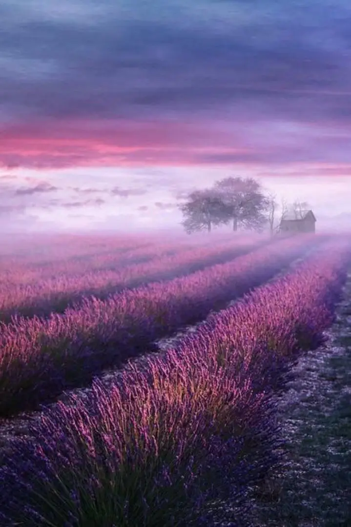 Lavender fields in Provence.