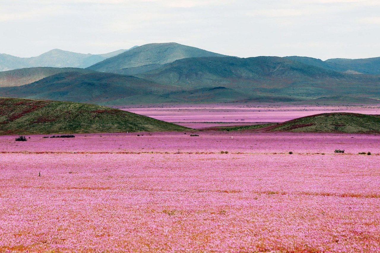 Из-за сезона дождей самая сухая в мире пустыня расцвела тысячами мальв