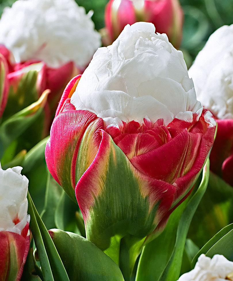 Необычные тюльпаны сорта Пломбир. 