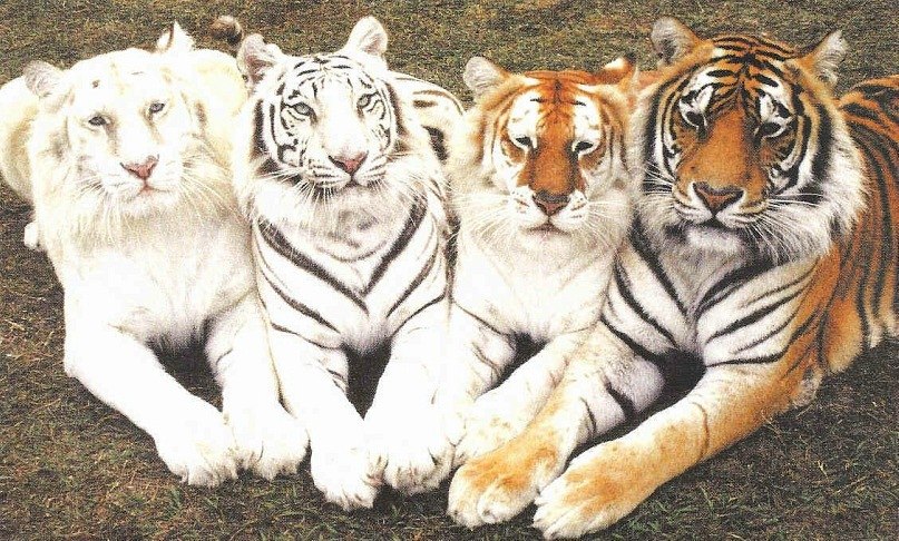 Four tigers in one photo: albino, white, gold and Bengali.
