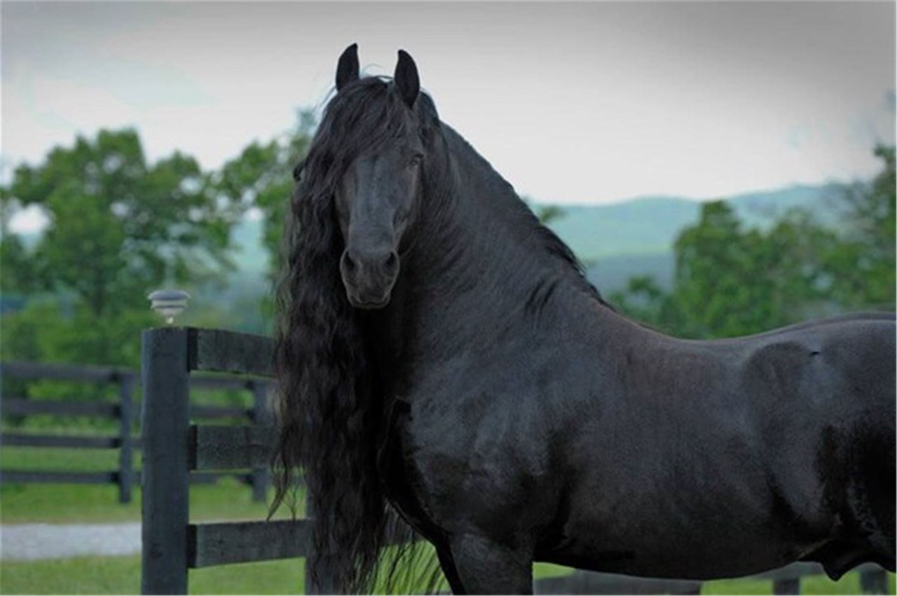 Фредерик Великий — самый красивый конь в мире!