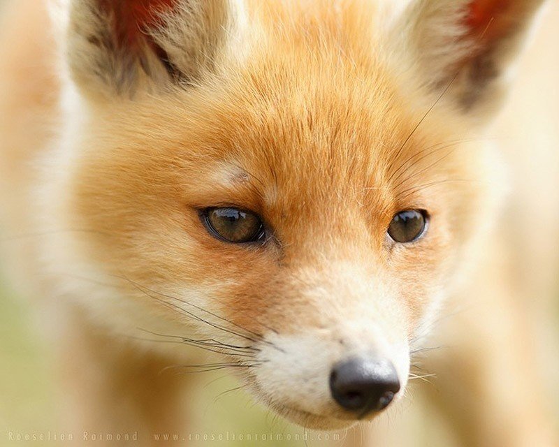 Charming foxes from photographer Roslin Raymond