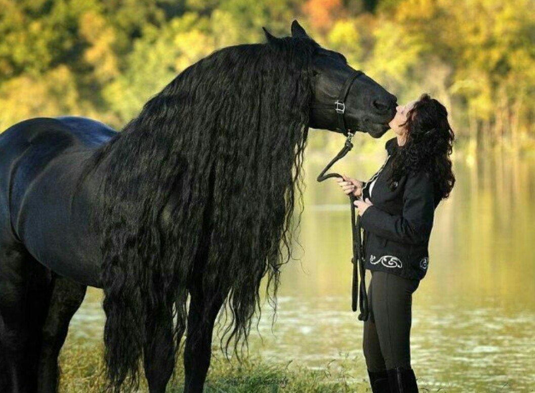 Frederick the Great is the most beautiful horse in the world!