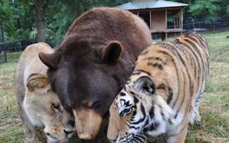 A tiger, a lion and a bear that grew together