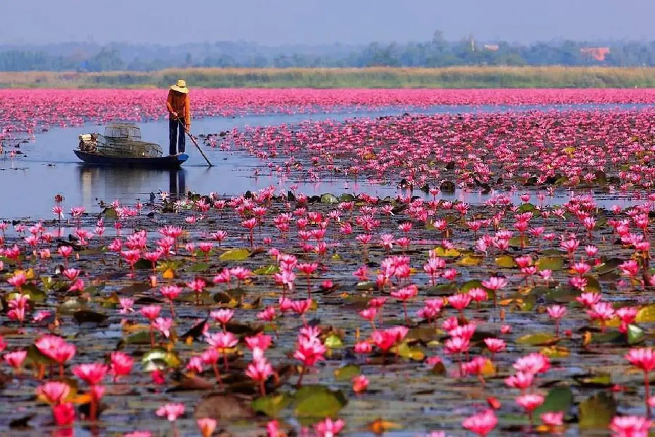 Lotus Lake, Thailand