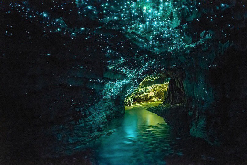 The glowing caves of Waitomo, New Zealand