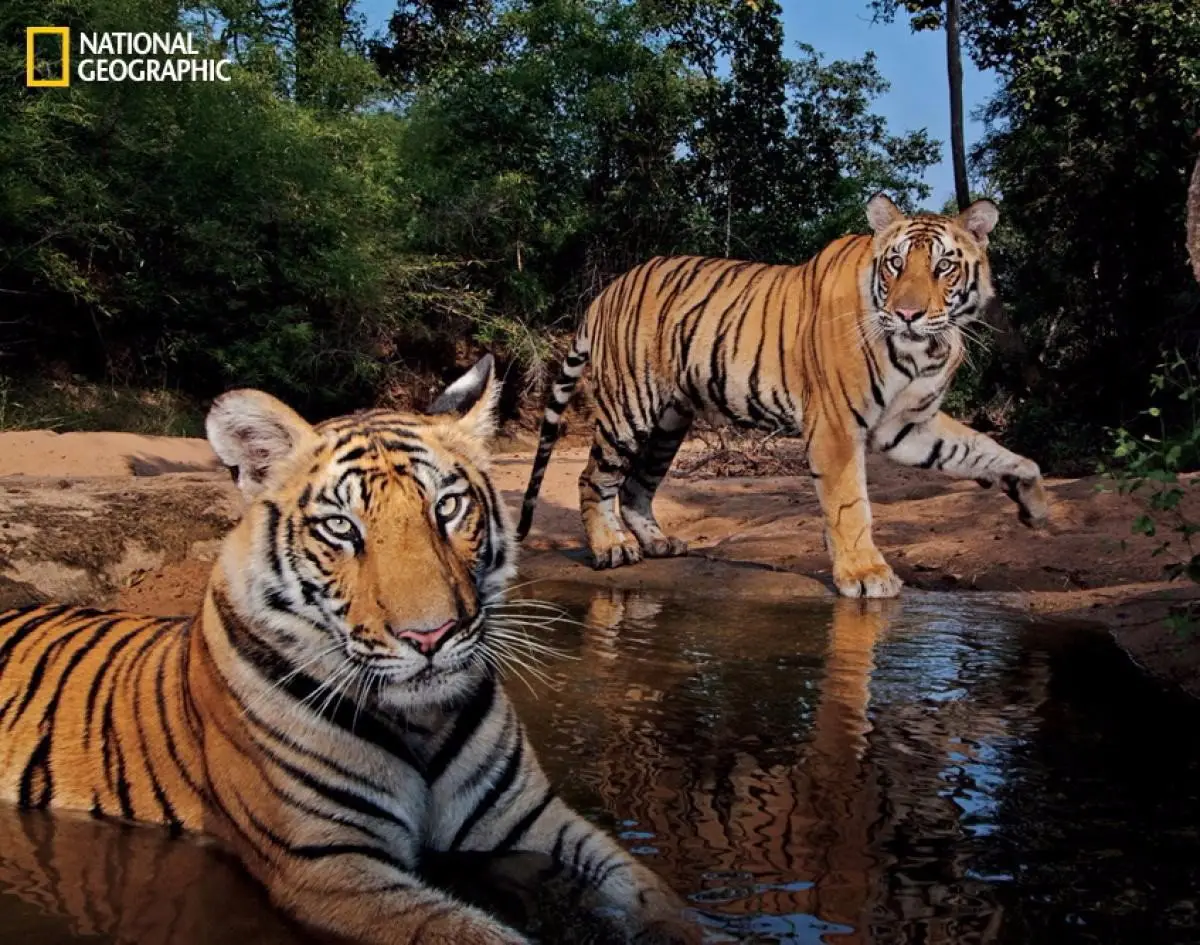 Потрясающие снимки дикой природы (NatGeo)