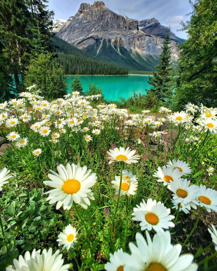A camomile field on the shore of Lake Emerald. Yoho National Park, Canada.