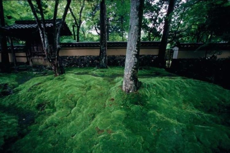 Сад мхов сайходзи, Япония
