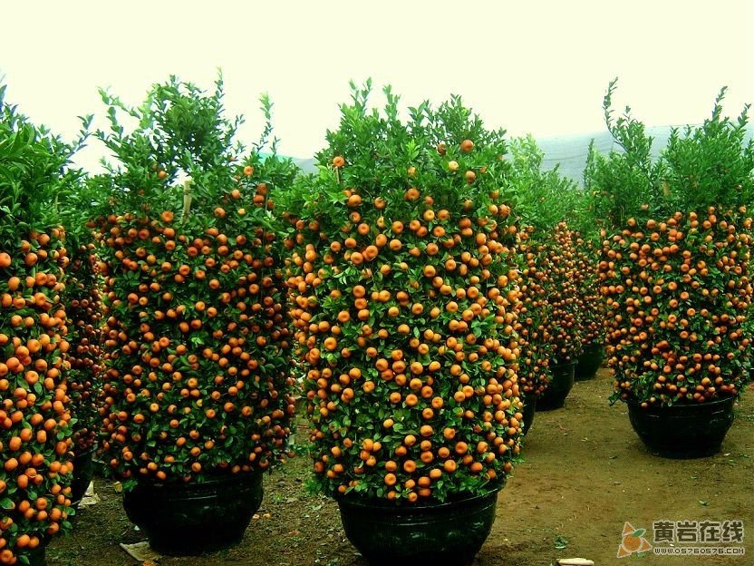 Плантация мандаринов в Китае.