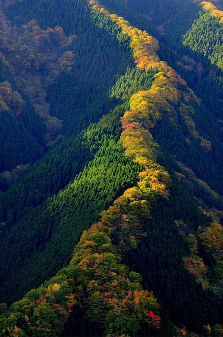 Mountain peaks covered with yellowed maples, Japan