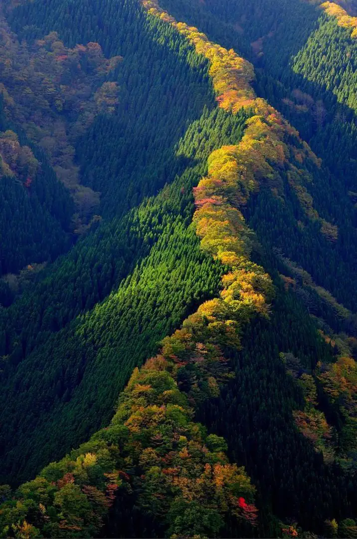 Mountain peaks covered with yellowed maples, Japan
