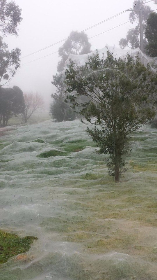 Австралия зимой вместо снега покрывается паутиной