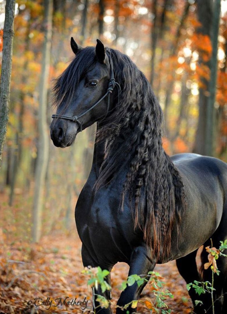 Фредерик Великий — самый красивый конь в мире!