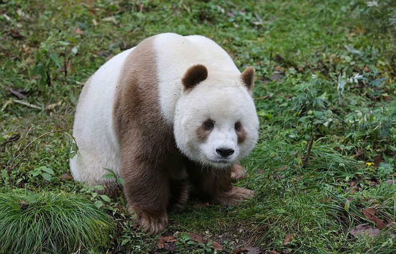 Единственная в мире коричневая панда