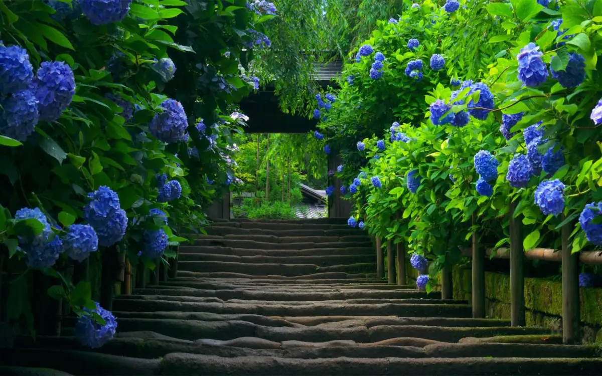 The garden of hydrangeas is a magical way to a world of peace and tranquility, Japan.