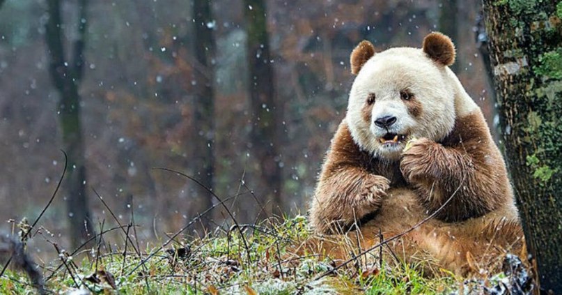 The only brown panda in the world