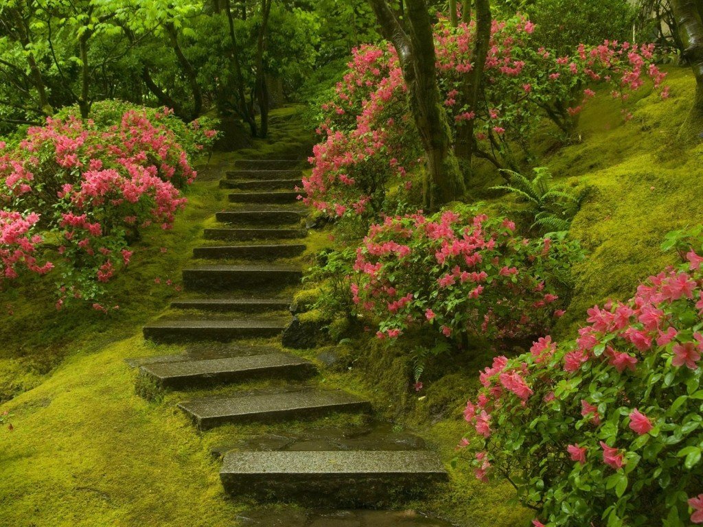 The garden of the mosses of the sakhodzi, Japan