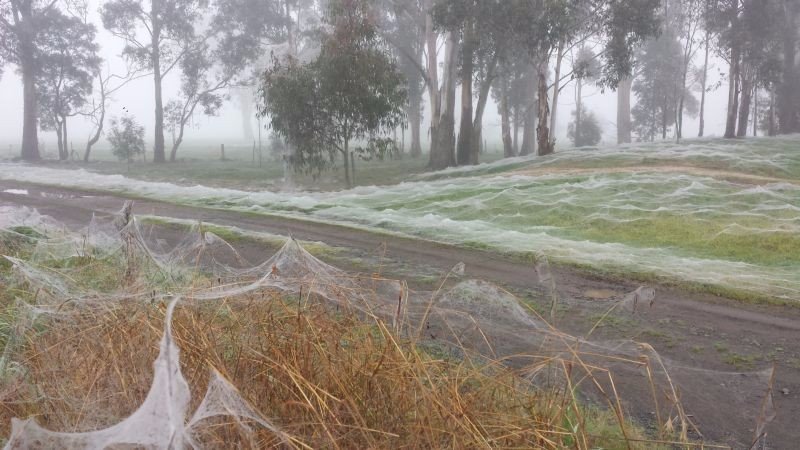 Australia in winter instead of snow is covered with cobweb