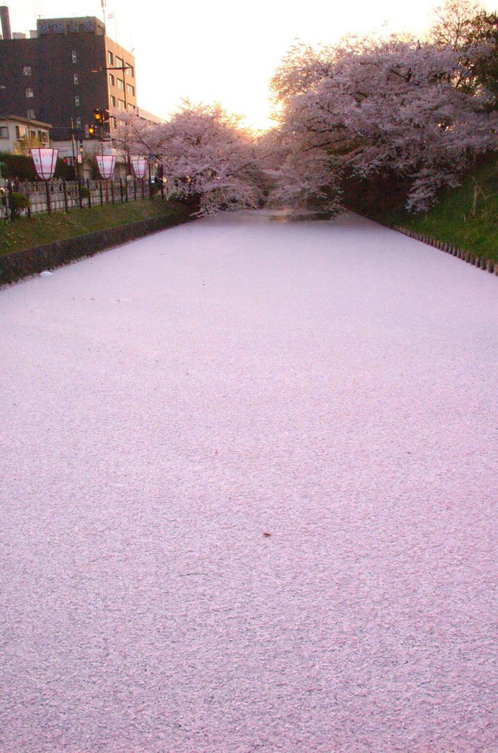 Река, покрытая лепестками сакуры. 