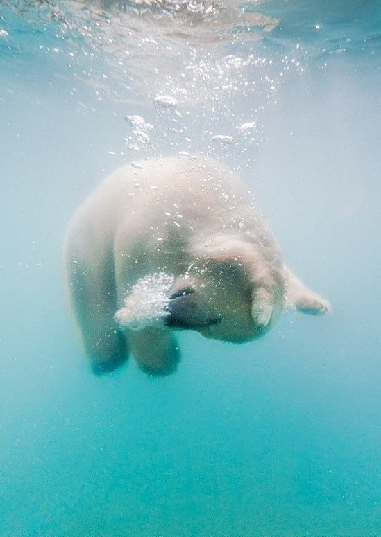 Белые медведи под водой