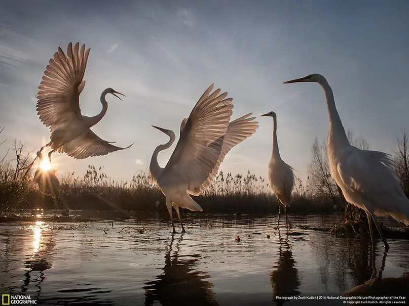 Победители важнейшего фото-конкурса National Geographic 2016