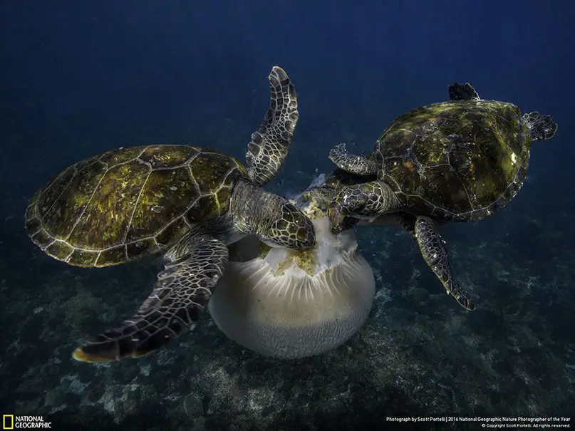 Победители важнейшего фото-конкурса National Geographic 2016