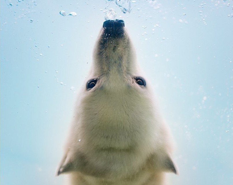 Polar bears under the water