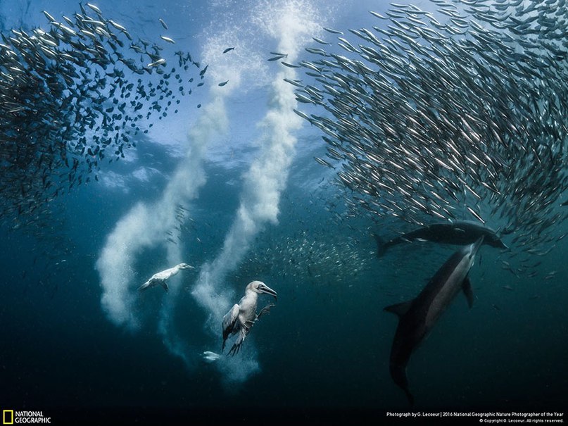 Победители важнейшего фото-конкурса National Geographic 2016