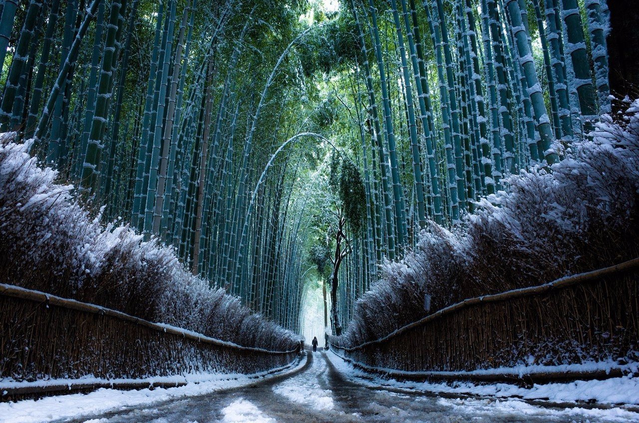 Bamboo forest in the snow, Kyoto, Japan
