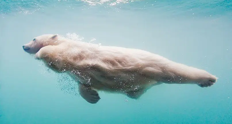Белые медведи под водой