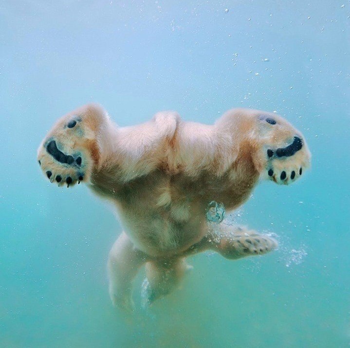 Белые медведи под водой
