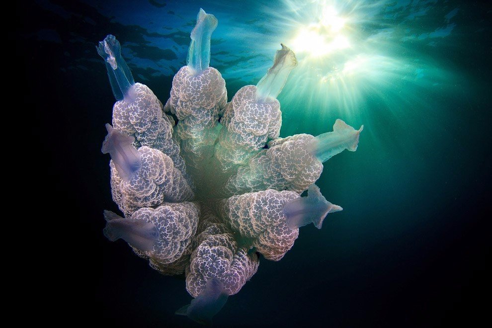 The alien beauty of jellyfish