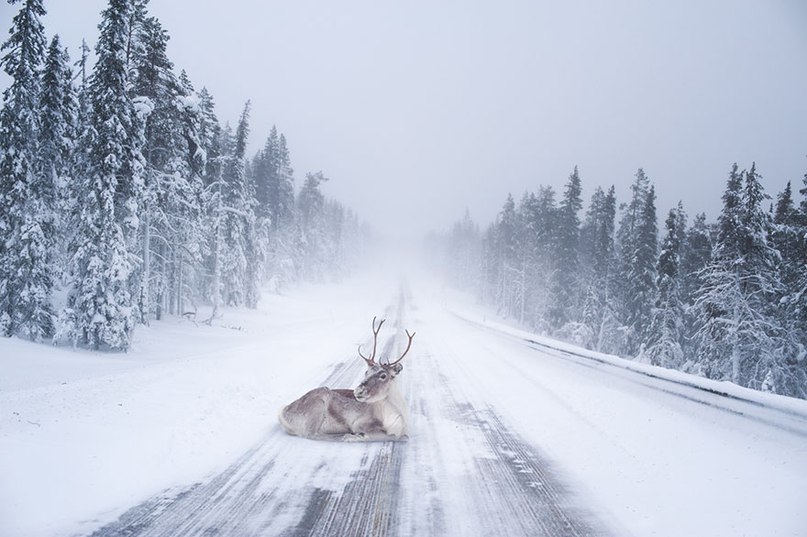 10 доказательств того, что Лапландия – самое волшебное место для того, чтобы встретить Новый год. 