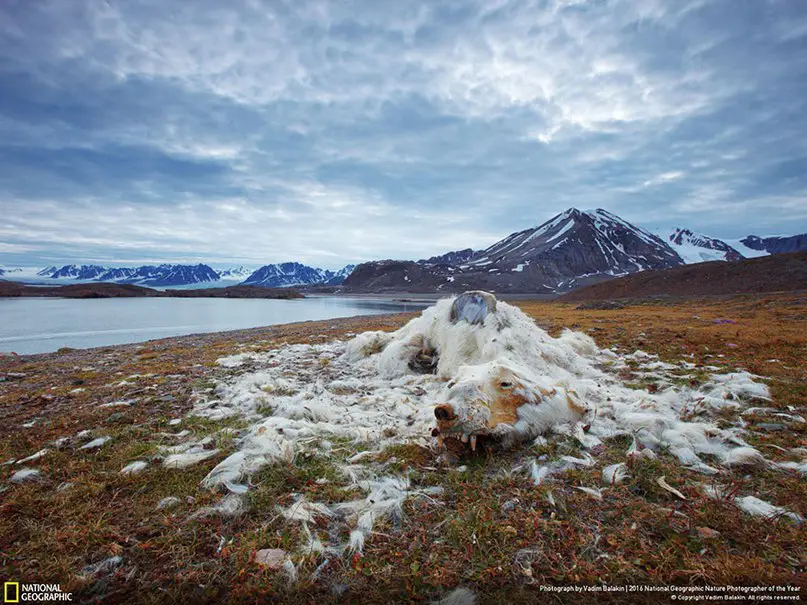 Победители важнейшего фото-конкурса National Geographic 2016