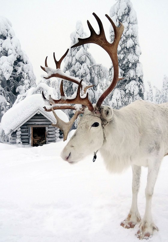 10 доказів того, що Лапландія - саме чарівне місце для того, щоб зустріти Новий рік.