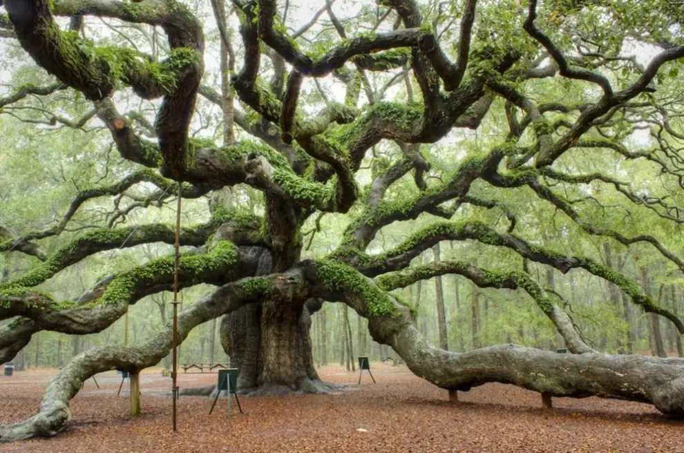 Oak of an angel. Charleston, USA