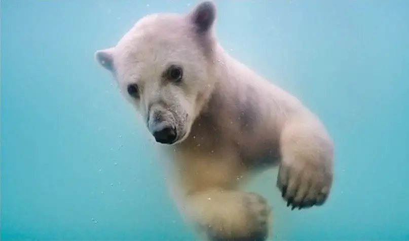 Белые медведи под водой
